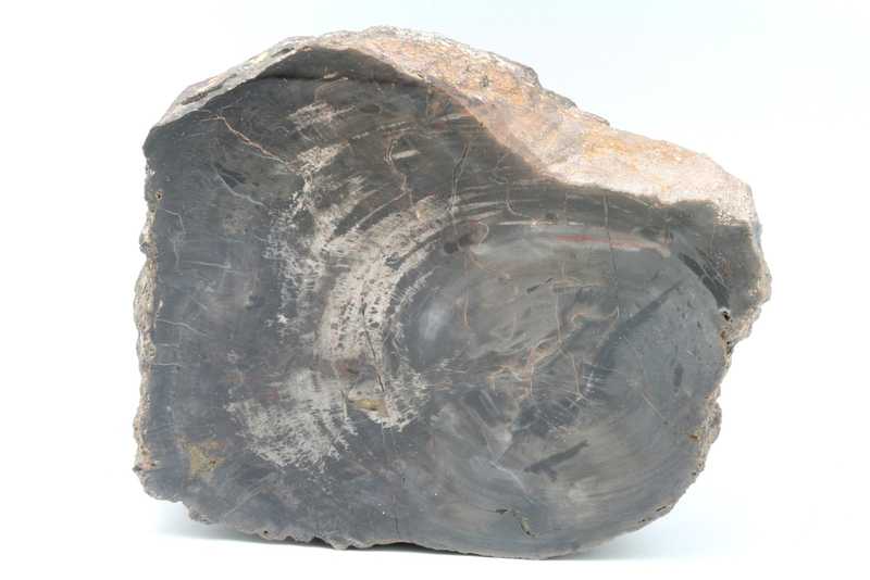Araucarite