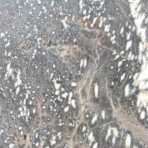 Araucarite