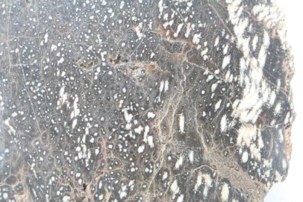 Araucarite