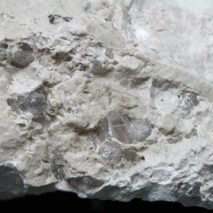 Diaspore, dillnite