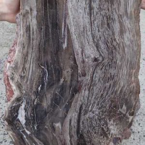Petrified wood