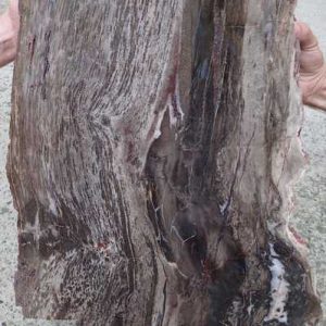 Petrified wood