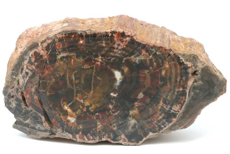 Araucarite, agate