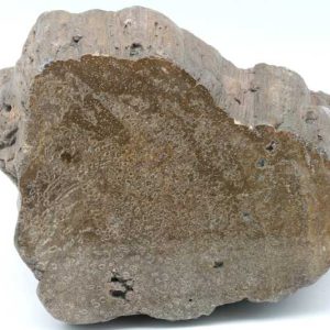 Fossilized araukaria