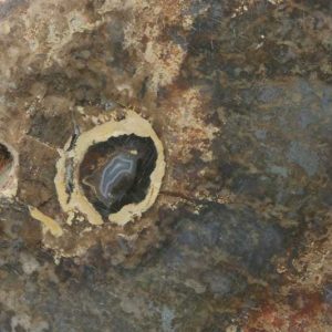 Petrified wood