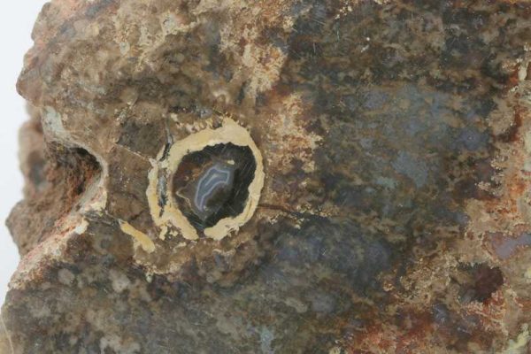 Petrified wood