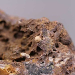 Campylite