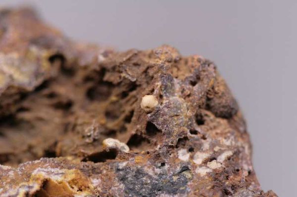 Campylite