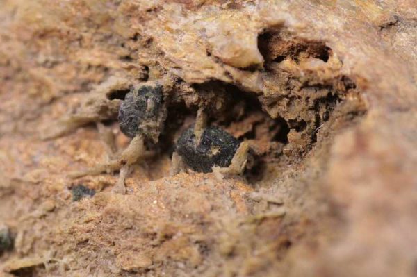 Libethenite
