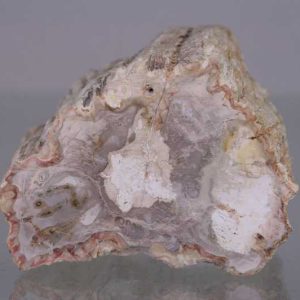 Petrified wood