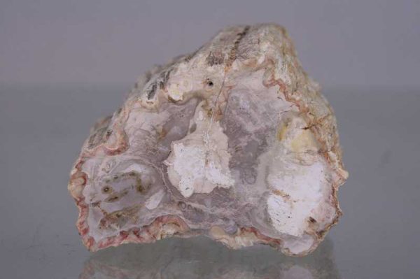 Petrified wood