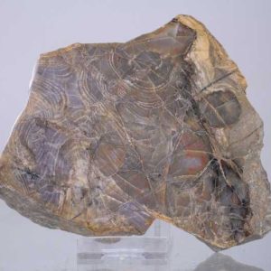 Stromatolite