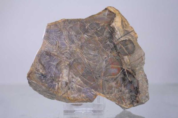 Stromatolite
