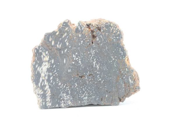 Araucarite - Image 2