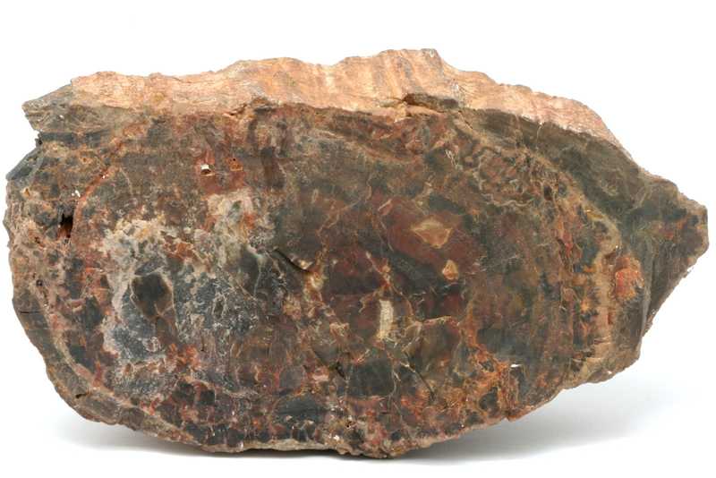 Araucarite, agate - Image 2