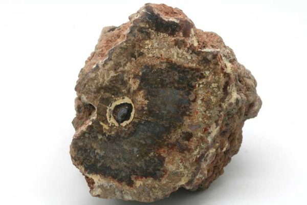 Petrified wood - Image 2