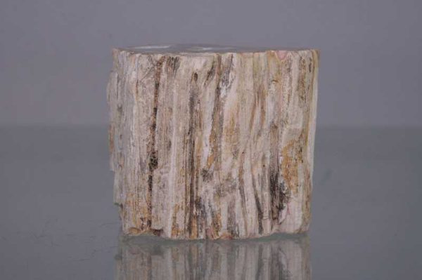 Petrified wood - Image 2