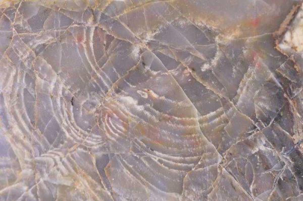 Stromatolite - Image 2