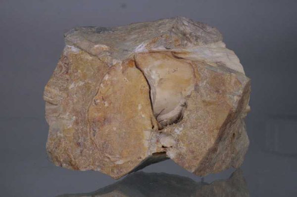 Opalized wood - Image 2