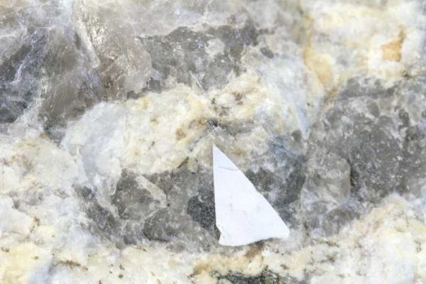 Betasite - Image 2