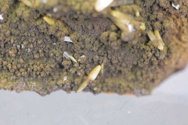Wulfenite, mottramite - Image 3