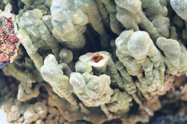 Mottramite - Image 5