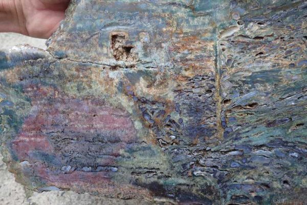Jasper - Image 6