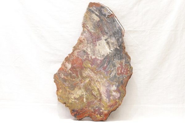 Opalized wood