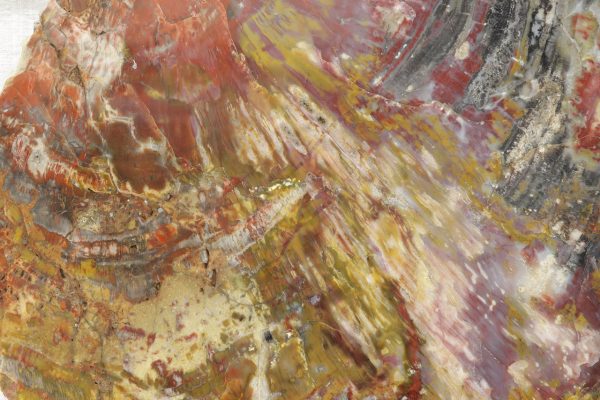 Opalized wood - Image 7