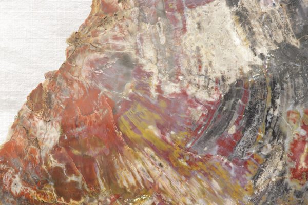 Opalized wood - Image 6