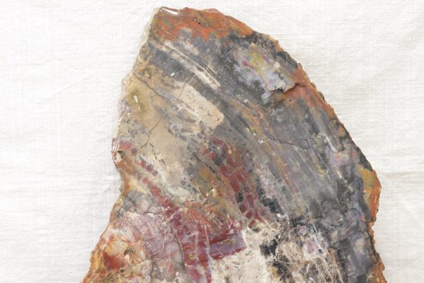 Opalized wood - Image 5