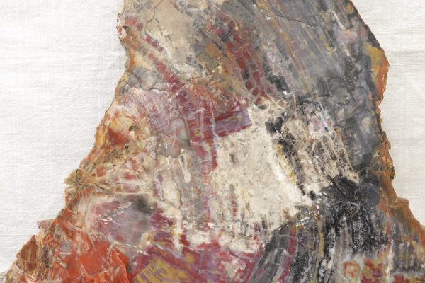 Opalized wood - Image 4