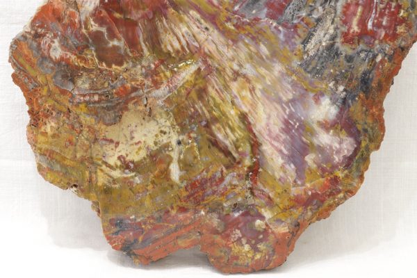 Opalized wood - Image 2