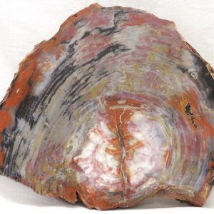 Opalized wood
