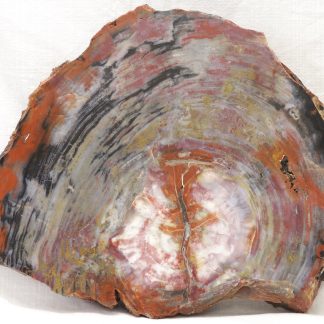 Opalized wood