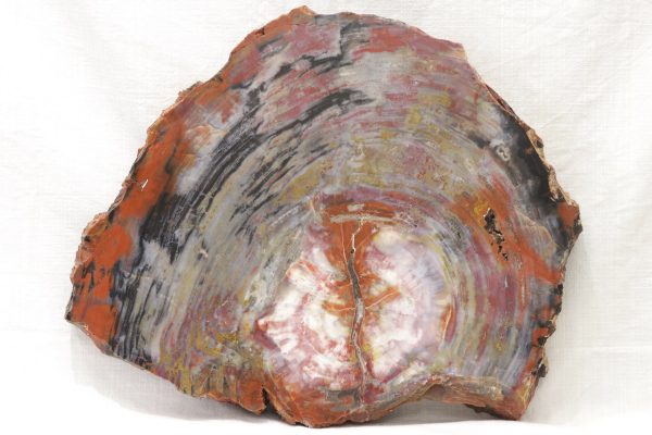 Opalized wood
