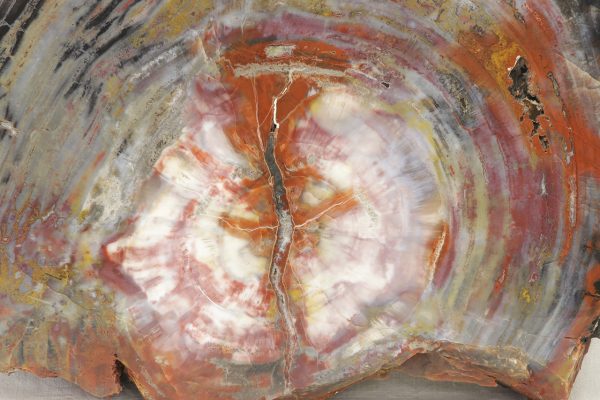 Opalized wood - Image 2