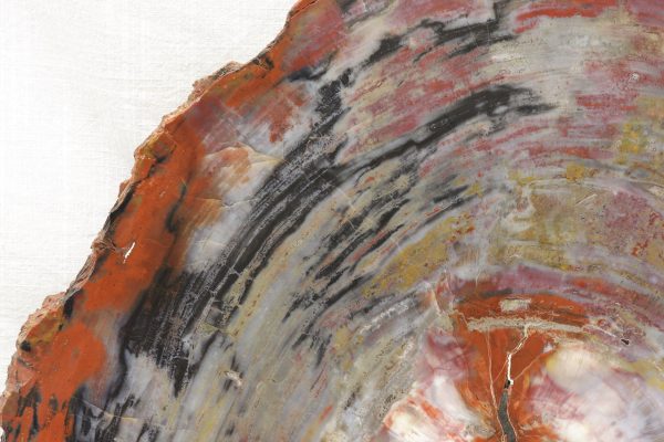 Opalized wood - Image 3