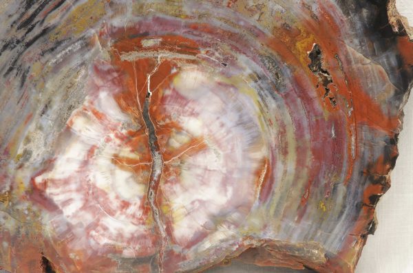 Opalized wood - Image 4
