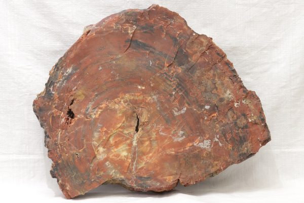 Opalized wood - Image 5