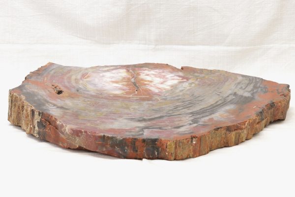 Opalized wood - Image 6