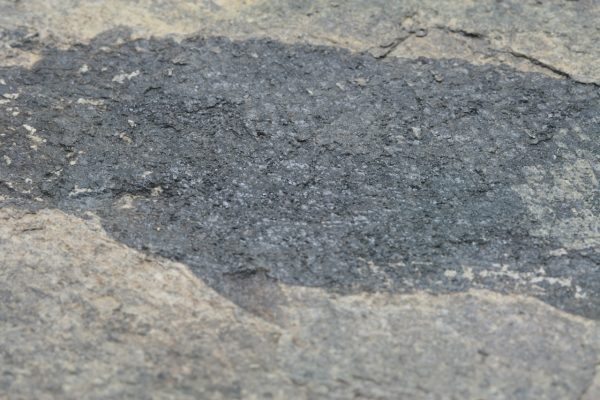Fossilized fish - Image 10