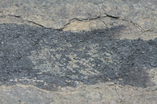Fossilized fish - Image 6