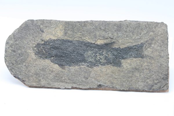 Fossilized fish