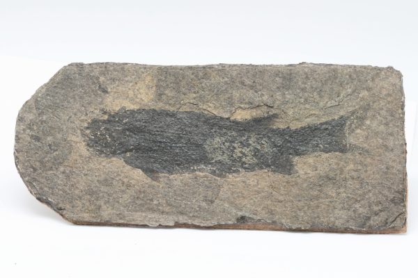 Fossilized fish - Image 2