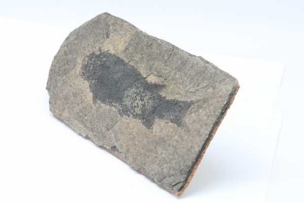 Fossilized fish - Image 4