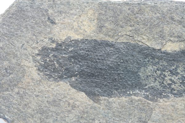 Fossilized fish - Image 5