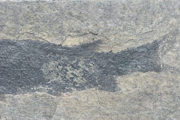Fossilized fish - Image 7
