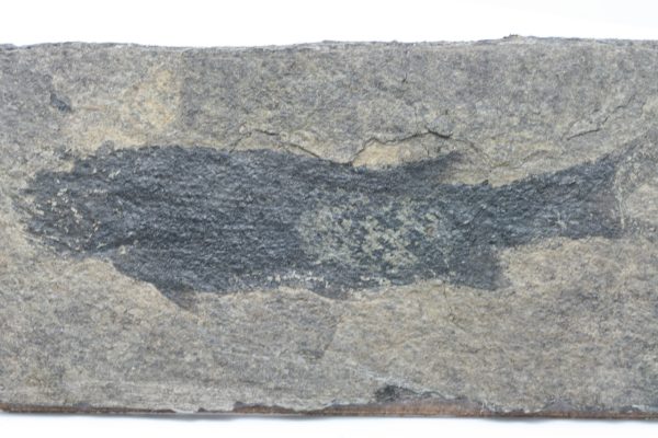 Fossilized fish - Image 8