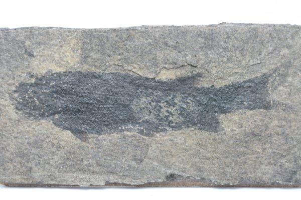 Fossilized fish - Image 9